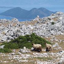 Schafe vor Atokos