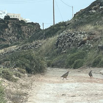 Chukar-Hühner ...
