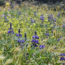 Lupinen