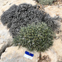 Thymian mit Wegmarke