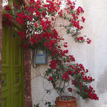 Dunkle Bougainvilea