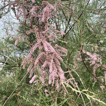 Blühende Tamariske