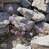 Blühendes aus dem Gestein
