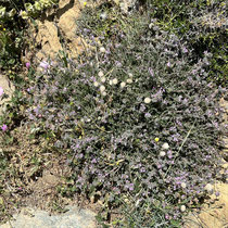 Rosa Blüten