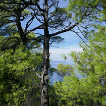 Hellgrün ist die Farbe von Skopelos