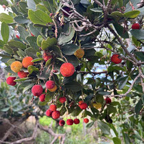 Erdbeerbaum