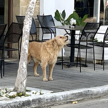 Heulender Hund