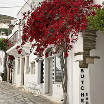 Bougainvilealiebender Metzger