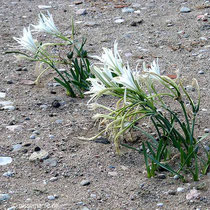 Strandlilien