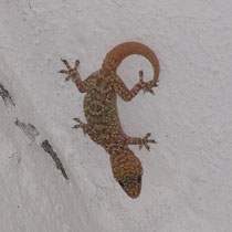 Gecko in der Kapelle