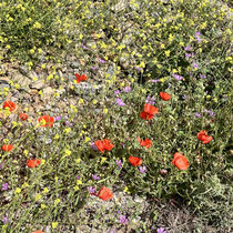 Ein Rest Mohn