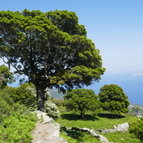 Schöner Baum