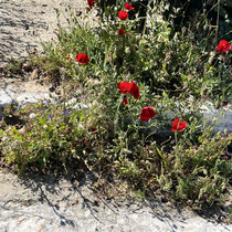 Mehr Mohn