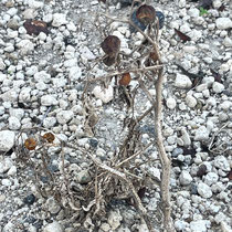 Trockene Tomaten