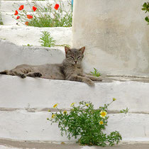 Hier ist gut Katze sein