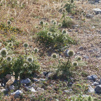 Distel