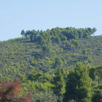 Hier sieht man noch, wo 2008 der Waldbrand gewütet hat