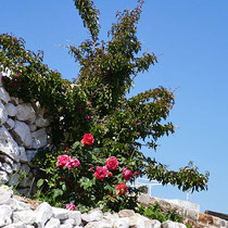 Die Rosen blühen