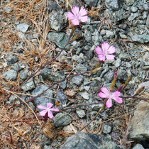 Zarte Blüte