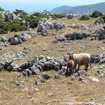 Panagia mou, ein Wanderer!