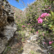 .. mit Oleander