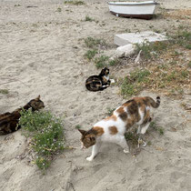 Strandkatzen