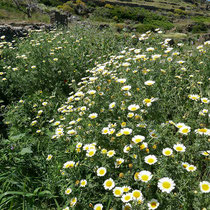 Hüfthohe Margeriten