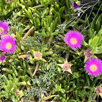 Mittagsblume