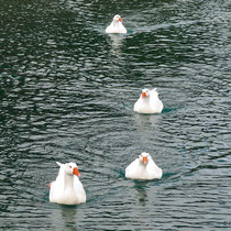 Heute Gänsebecken