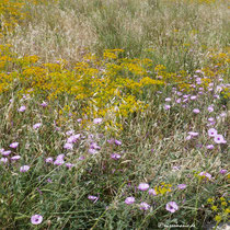 Wildblumen am Straßenrand