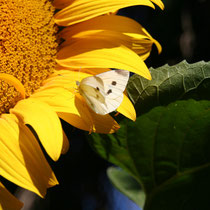 noch mehr Schmetterling