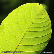 Echte Walnuss (Juglans regia), Blattnerven