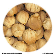 Runde Amomum-Früchte (Amomi fructus rotundus). TCM-Name: Doukou.