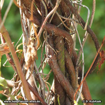 Vielblütiger Knöterich (Fallopia multiflora, synonym Polygonum multiflorum) ist eine Kletterpflanze.