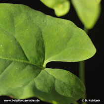 Vielblütiger Knöterich (Fallopia multiflora), Blatt