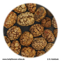 Amomum-Früchte (Amomi fructus). TCM-Name: Sharen.