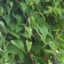 Vielblütiger Knöterich (Fallopia multiflora)
