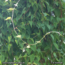 Vielblütiger Knöterich (Fallopia multiflora)