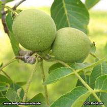 Echte Walnuss (Juglans regia)