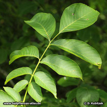 Echt Walnuss (Juglans regia), Blatt