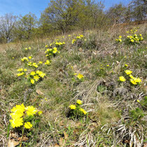 Eine große Anzahl an Adonisröschen blühen im Frühjahr am Weinberg