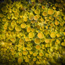 Hello Yellow