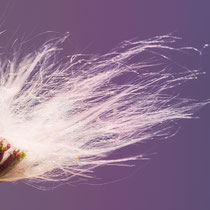 Bad Hair Day