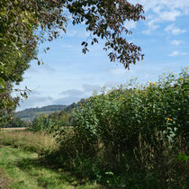 Auf dem Feld