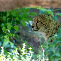Junger Gepard in Wiens Zoo