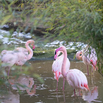 Flamingos in Salzburg