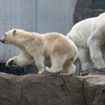 Eisbären im Zoo Wien