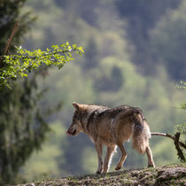 Wolf in Grünau