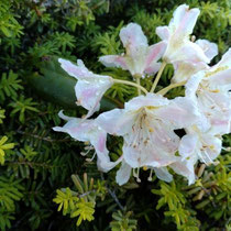 登山道沿いの花