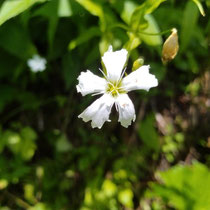登山道沿いの花